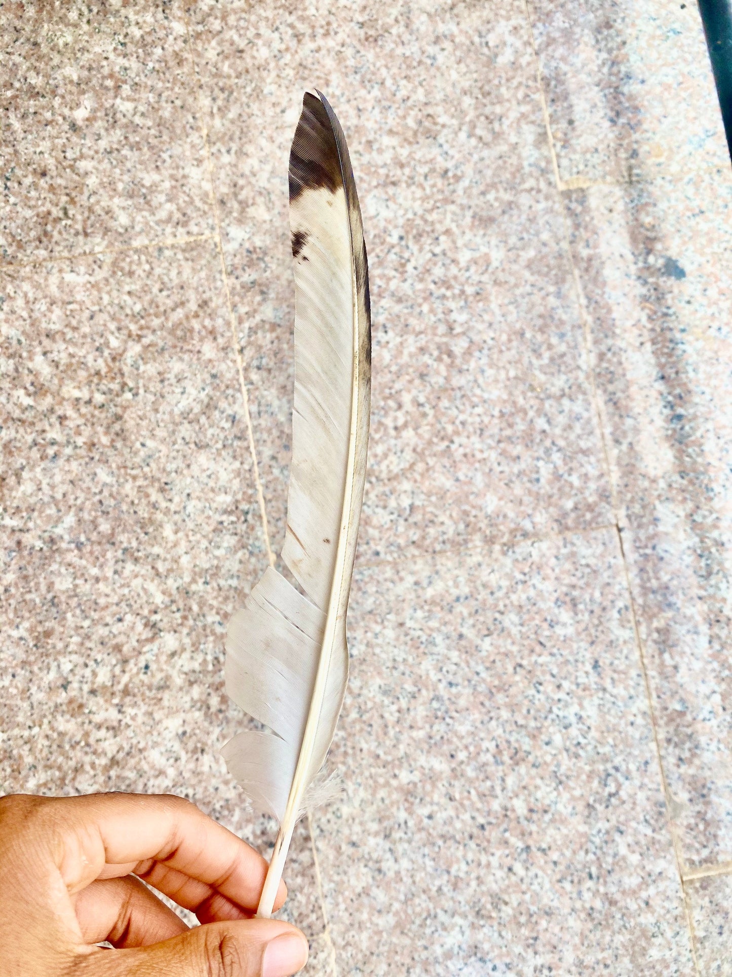 Red hat and eagle feather (optional) - Dimaz